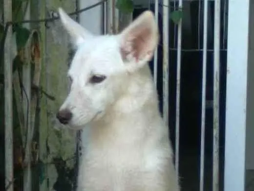 Cachorro ra a SRD idade 1 ano nome Lina