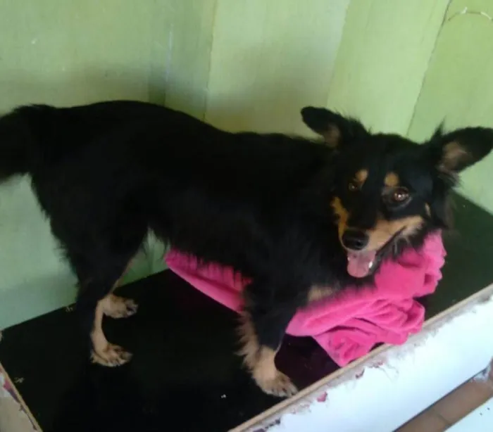 Cachorro ra a Srd  idade 4 anos nome Cloe 