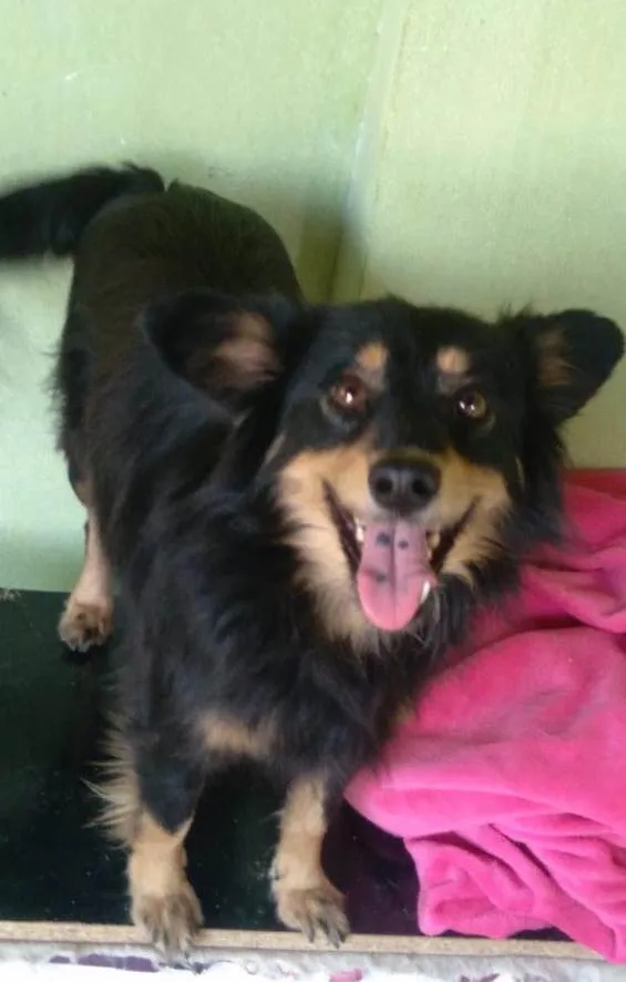 Cachorro ra a Srd  idade 4 anos nome Cloe 