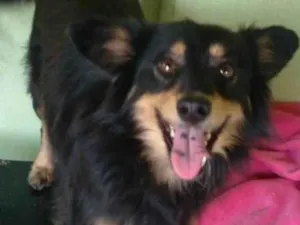 Cachorro raça Srd  idade 4 anos nome Cloe 