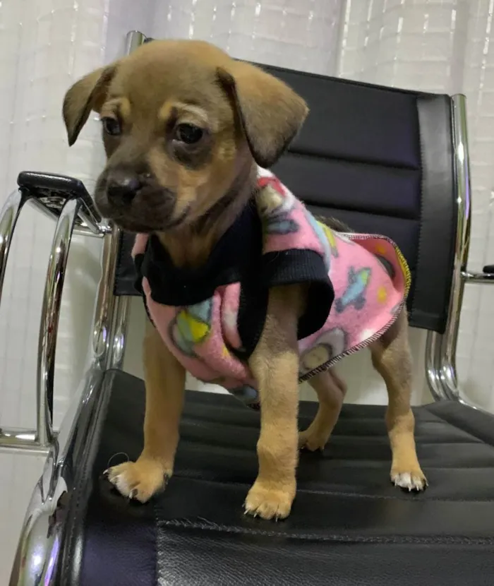 Cachorro raça srd idade 2 a 6 meses nome Belinha