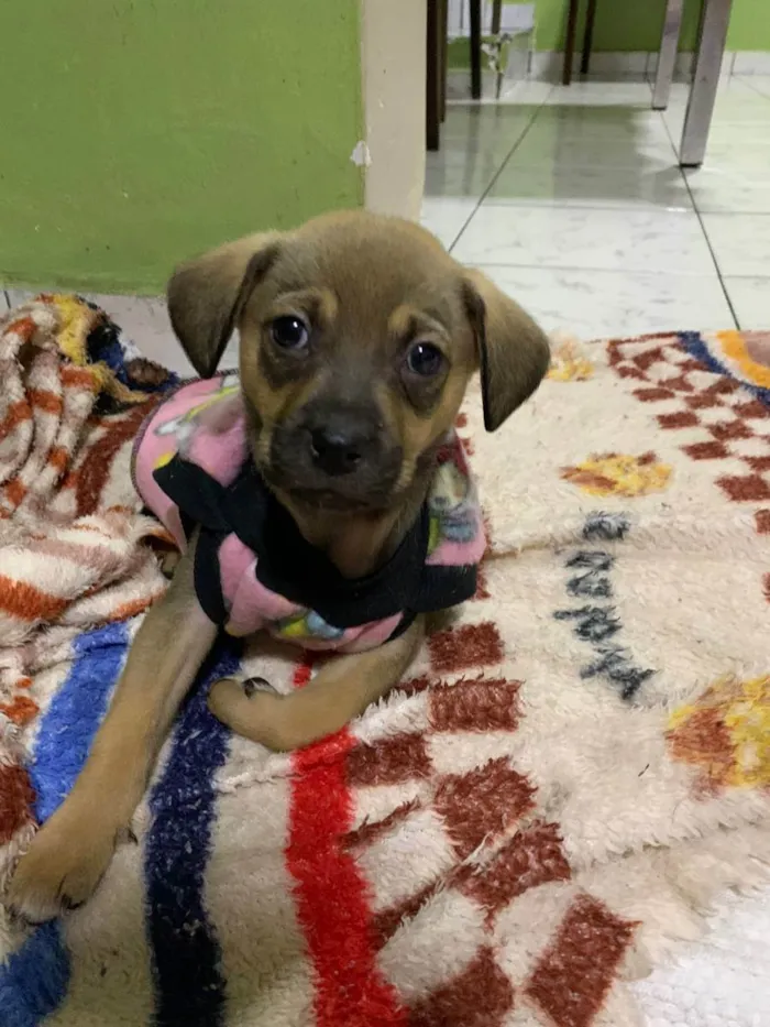 Cachorro raça srd idade 2 a 6 meses nome Belinha