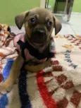 Cachorro raça srd idade 2 a 6 meses nome Belinha