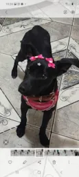 Sophia