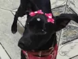 Sophia