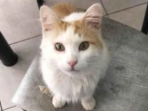 Gato raça Srd idade 7 a 11 meses nome Zee