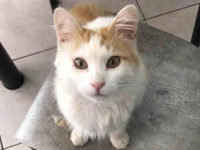 Gato raça Srd idade 7 a 11 meses nome Zee