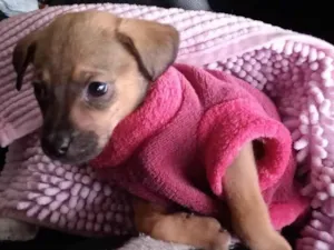 Cachorro raça srd idade 2 a 6 meses nome Belinha