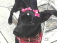 Sophia