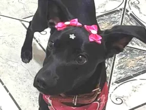 Cachorro raça SRD  idade 1 ano nome Sophia
