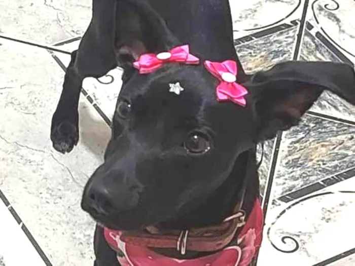 Cachorro ra a SRD  idade 1 ano nome Sophia