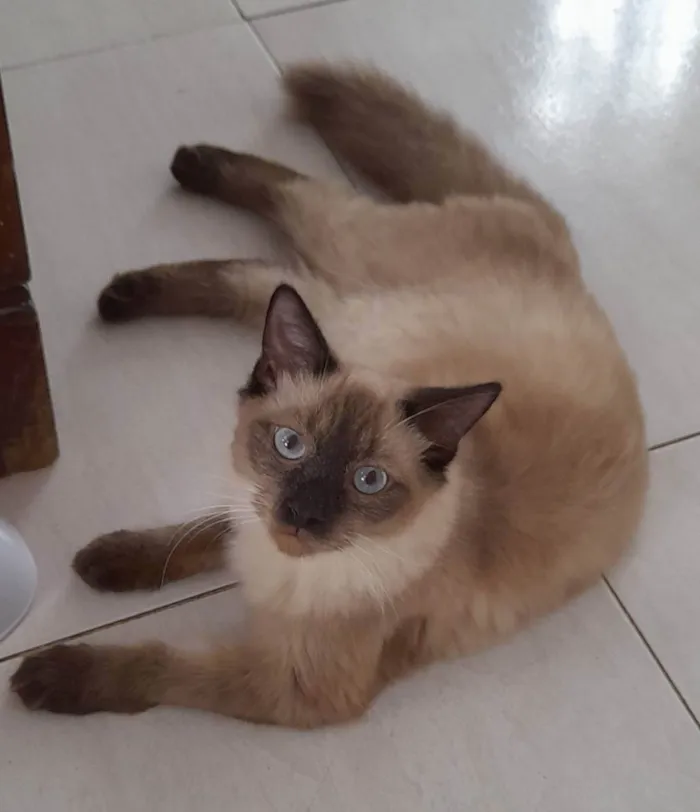 Gato ra a SRD idade 7 a 11 meses nome Google