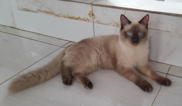 Gato ra a SRD idade 7 a 11 meses nome Google