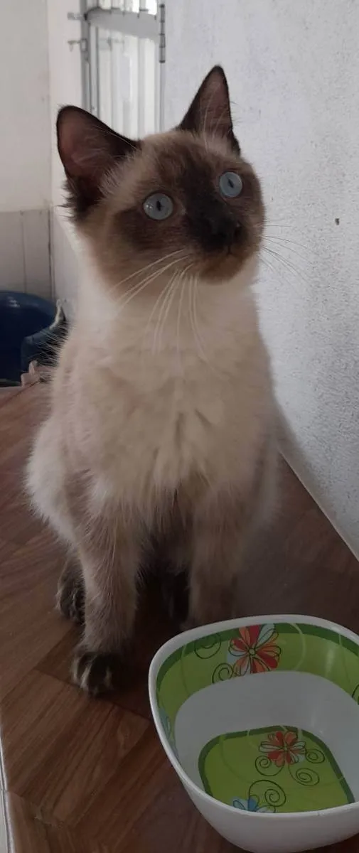 Gato ra a SRD idade 7 a 11 meses nome Google