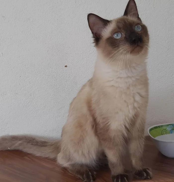Gato ra a SRD idade 7 a 11 meses nome Google