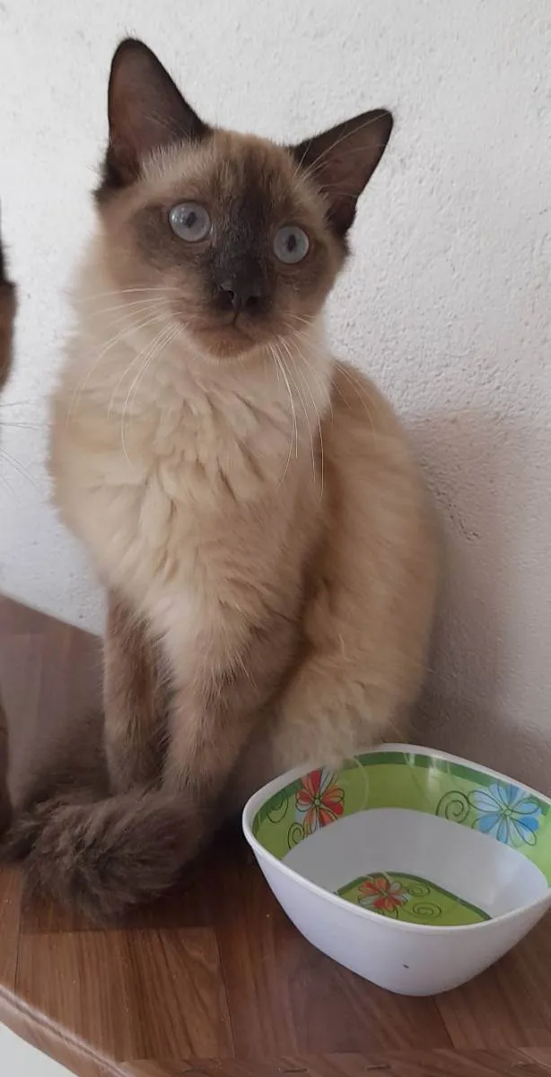 Gato ra a SRD idade 7 a 11 meses nome Google