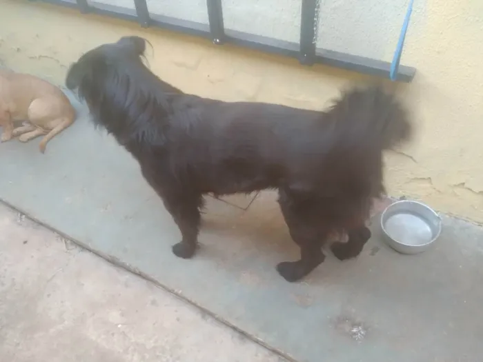 Cachorro ra a Srd idade 3 anos nome Neguim  e pirulito