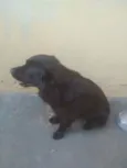 Neguim  e pirulito