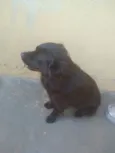 Neguim  e pirulito