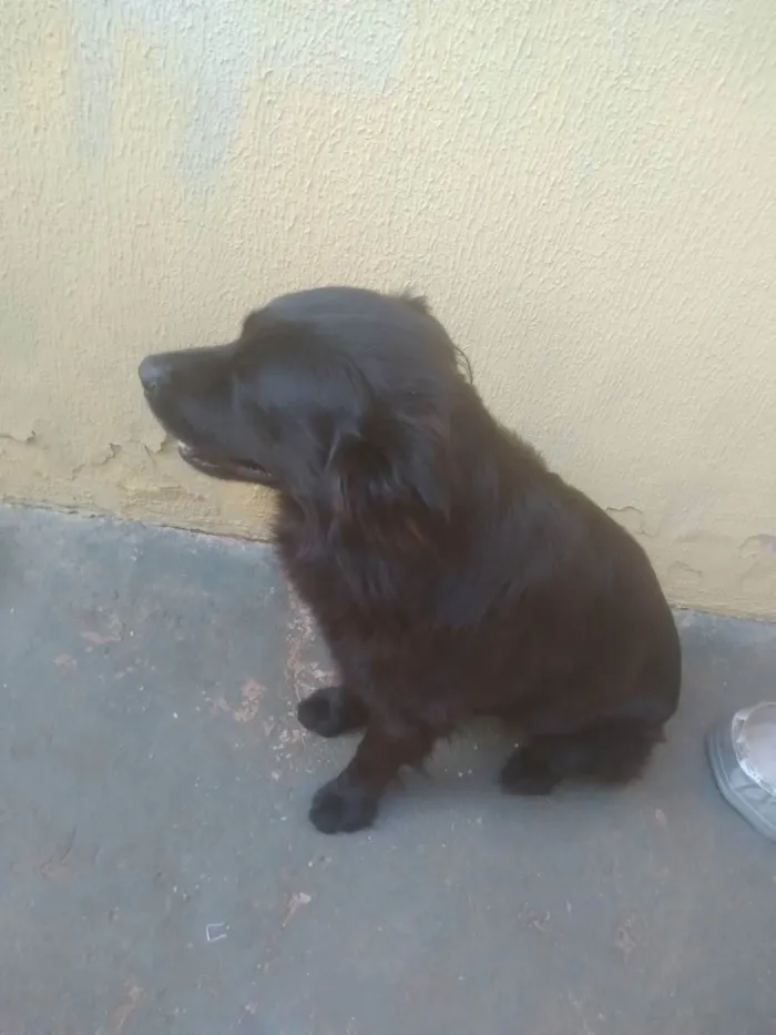 Cachorro ra a Srd idade 3 anos nome Neguim  e pirulito
