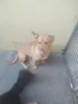 Neguim  e pirulito