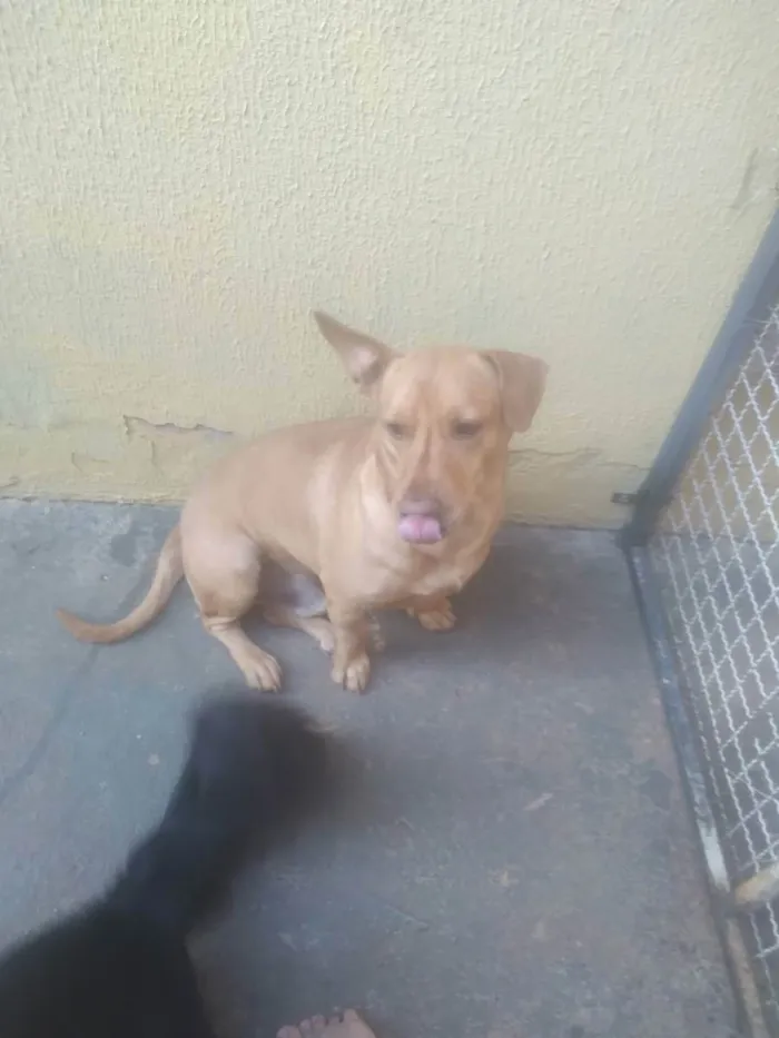 Cachorro ra a Srd idade 3 anos nome Neguim  e pirulito