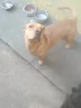 Neguim  e pirulito