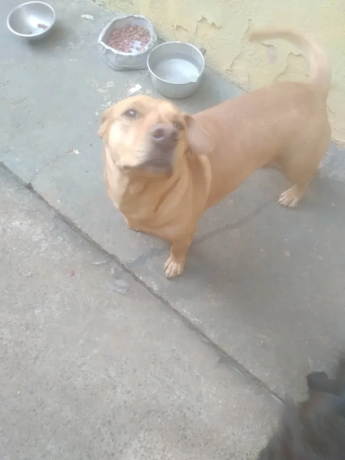 Cachorro ra a Srd idade 3 anos nome Neguim  e pirulito