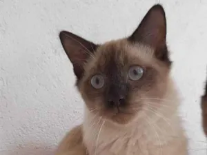 Gato raça SRD idade 7 a 11 meses nome Google