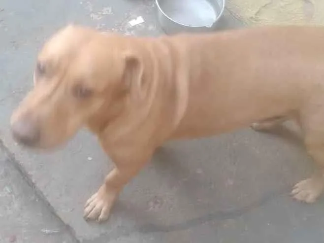 Cachorro ra a Srd idade 3 anos nome Neguim  e pirulito