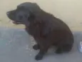 Neguim  e pirulito
