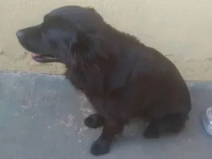 Cachorro raça Srd idade 3 anos nome Neguim  e pirulito