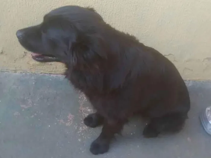 Cachorro ra a Srd idade 3 anos nome Neguim  e pirulito