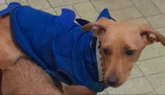 Cachorro raça Srd idade 1 ano nome Billy