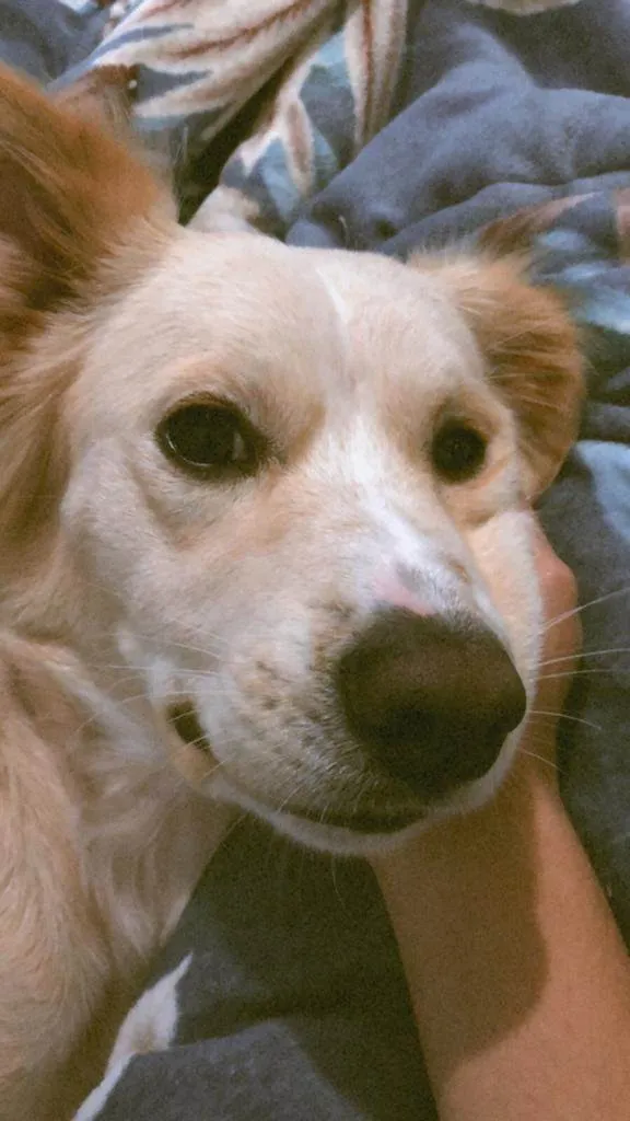 Cachorro raça Sem raça definida  idade 1 ano nome Billy 