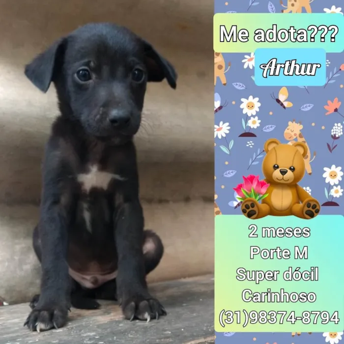 Cachorro raça SRD idade 2 a 6 meses nome Arthur