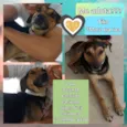 Tiko