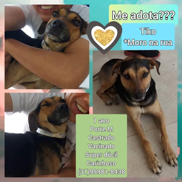 Cachorro raça SRD idade 1 ano nome Tiko