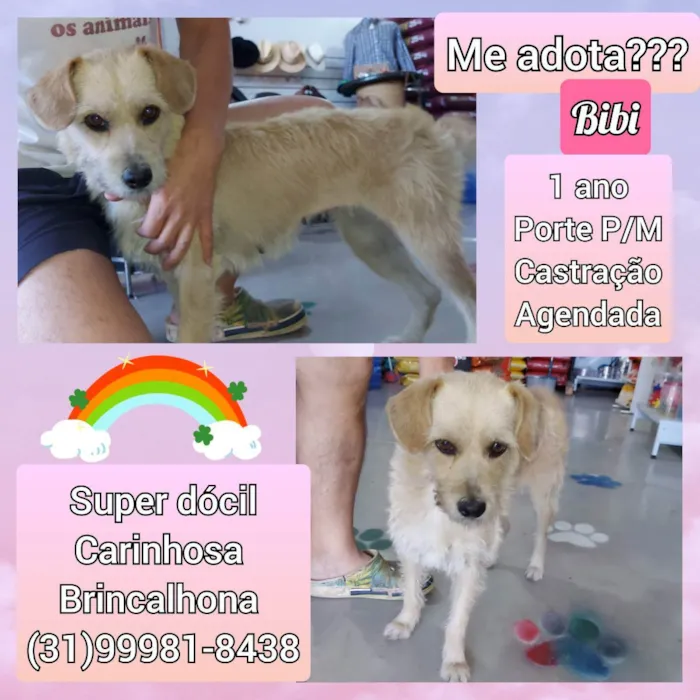 Cachorro raça SRD idade 1 ano nome Bibi