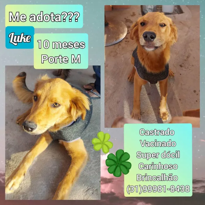 Cachorro raça SRD idade 7 a 11 meses nome Luke