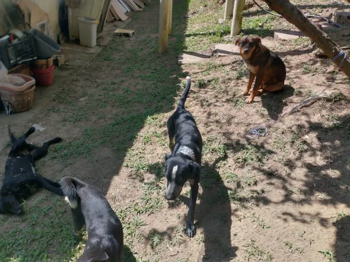 Cachorro ra a Não sei idade 7 a 11 meses nome Não tem