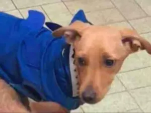 Cachorro raça Srd idade 1 ano nome Billy