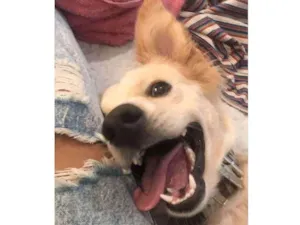 Cachorro raça Sem raça definida  idade 1 ano nome Billy 