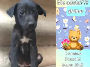 Cachorro raça SRD idade 2 a 6 meses nome Arthur