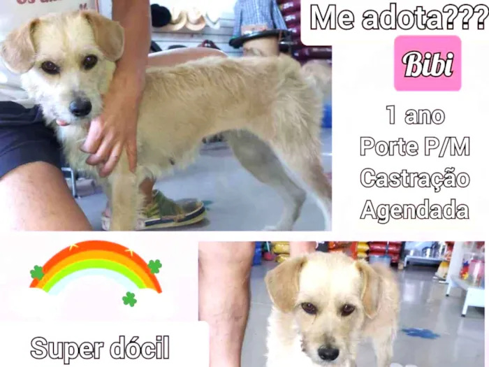 Cachorro raça SRD idade 1 ano nome Bibi