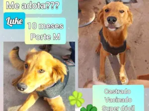 Cachorro raça SRD idade 7 a 11 meses nome Luke