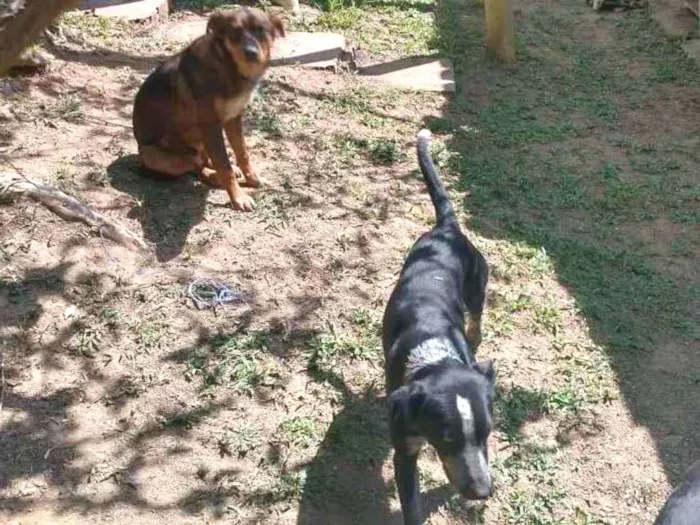 Cachorro ra a Não sei idade 7 a 11 meses nome Não tem