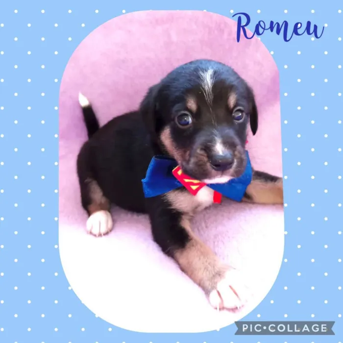 Cachorro raça  idade Abaixo de 2 meses nome Romeu 