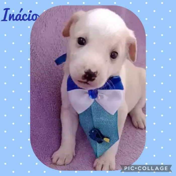 Cachorro raça  idade Abaixo de 2 meses nome Inacio 