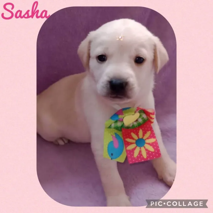 Cachorro raça  idade Abaixo de 2 meses nome Sasha 